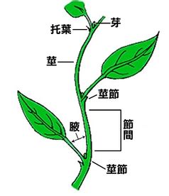 葉子生長在莖上的位置稱為什麼|葉序〈phyllotaxis〉